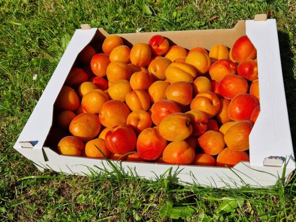 Bio-Marillenbox  (5 kg)  ab 07.07.25 bereit zum Versenden!!! – Bild 4